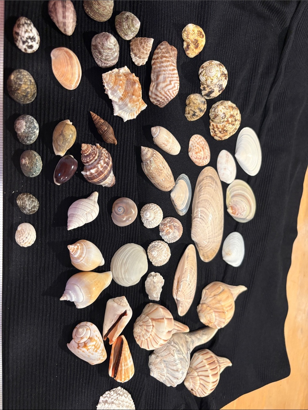 SEASHELLS LOT ~ Assorted Natural Seashell Lot Collection — Neutral Tones